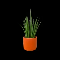 SOFT ROND 14CM BRIQUE