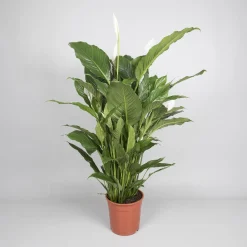 Spathiphyllum 'sweet sebastiano' (lepelplant)
