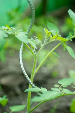 Spiraalvormige plantensteun