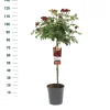 Stamroos Rosa 'Red Leonardo da Vinci'