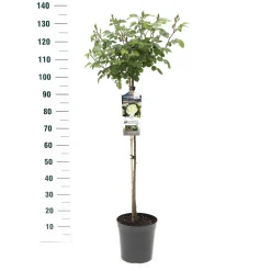 Stamroos Rosa 'Wildberry'