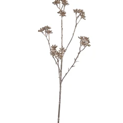 Steranjs 62cm champagne