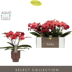 Tablo spritz emilia brown