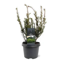 Taxus media Groenland