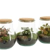 Terrarium arrangement