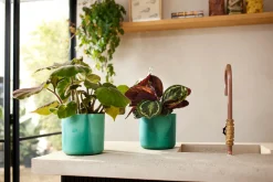 The Ocean Collection 16cm Pacific green