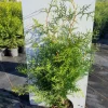 Thuja occidentalis Brabant ( Levensboom )
