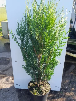 Thuja plicata Atrovirens ( Reuzenlevensboom )