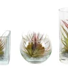 Tillandsia glas mix (luchtplantje)