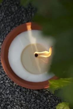Tuinkaars Royal flame in terracotta schaal 13u - ivoor