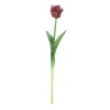 Tulipa