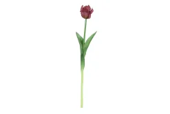 Tulipa