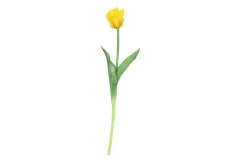 Tulipa