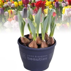 Tulipa gemengd