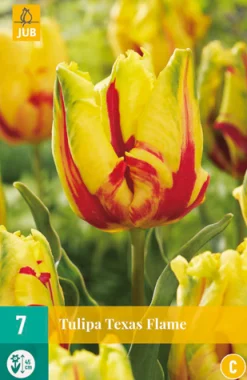 Tulp texas flame 7st