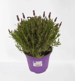 Vlinder lavendel p14