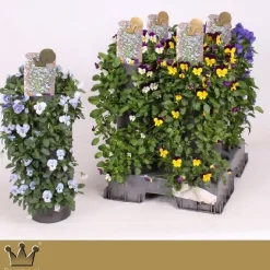 Wanderellaa viola corn p15 h50