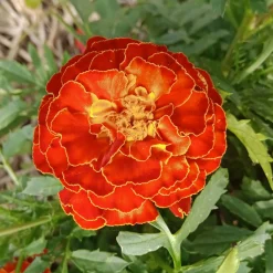 Zaden: afrikaantje dwerg