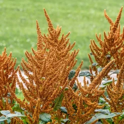 Zaden: amarant golden