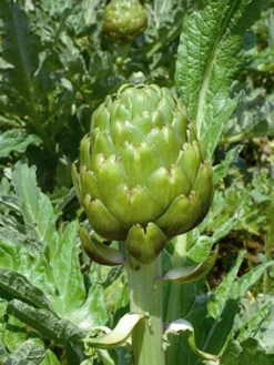 Zaden: artichoc imperial star