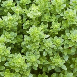 Zaden: basilicum griek