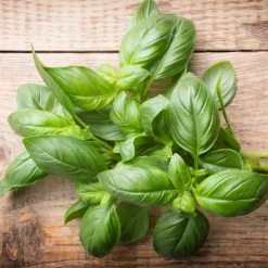 Zaden: basilicum grote groene