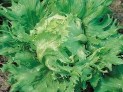 Zaden: bataviasla reine des glaces