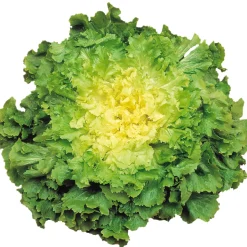 Zaden: breedbladige andijvie reusachtige groentetuinvrouw