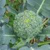Zaden: broccoli vert calabrais