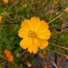 Zaden: cosmos oranje