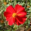 Zaden: cosmos red junny