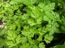 Zaden: kervel gewoon