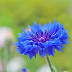 Zaden: korenbloem blauw