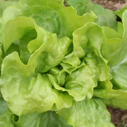 Zaden: kropsla (lente-) express