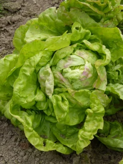 Zaden: kropsla (lente-) reine de mai