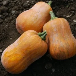 Zaden: muskaatpompoen honeynut