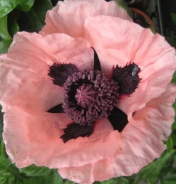 Zaden: papaver enkele roze