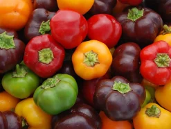 Zaden: paprika mini bell mix