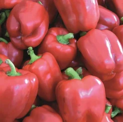 Zaden: paprika yolo wonder