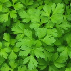 Zaden: peterselie reus uit italië