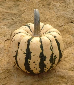 Zaden: pompoen patidou sweet dumpling