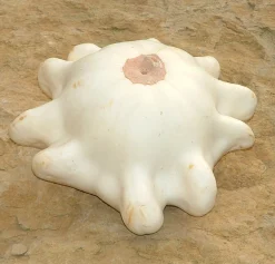 Zaden: pâtisson wit