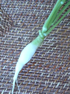 Zaden: radijs chandelle de glace