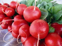 Zaden: radijs rond écarlate sora