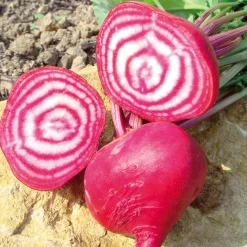 Zaden: rode biet chioggia