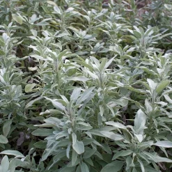 Zaden: salie officinalis