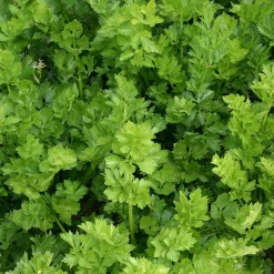 Zaden: snijselderij 'gewone snij'