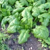 Zaden: spinazie vroege reuzenblad