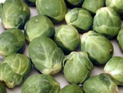 Zaden: spruitkool groninger