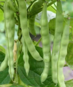 Zaden: stokslaboon uit mechelen